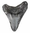 Bargain, Fossil Megalodon Tooth - South Carolina #48210-1